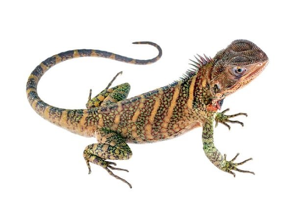 lagartija de palo
