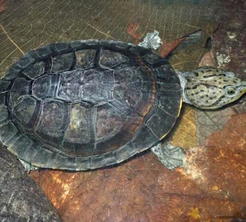 Tortuga del fango lineas negras