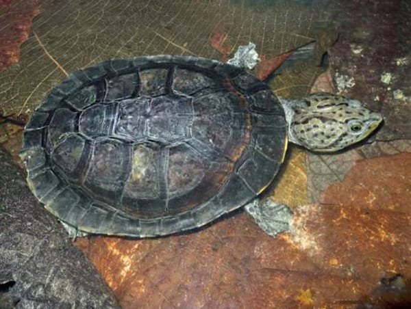 Tortuga del fango lineas negras