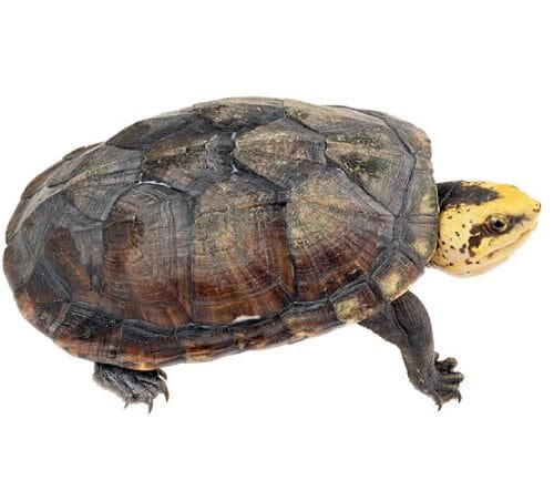Tortuga de ciénaga amazónica
