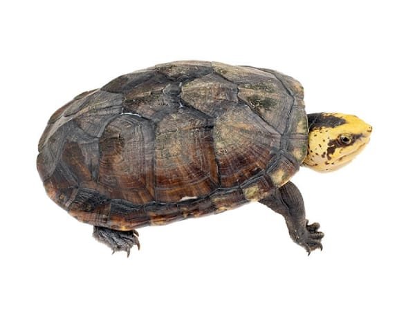Tortuga de ciénaga amazónica