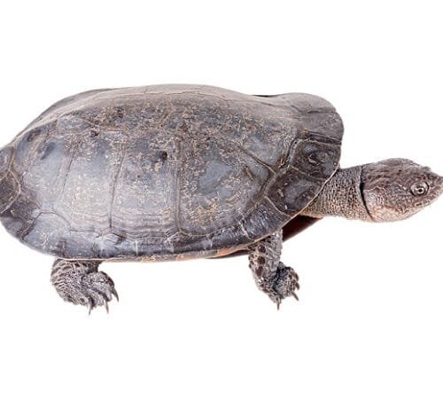Tortuga Gibba