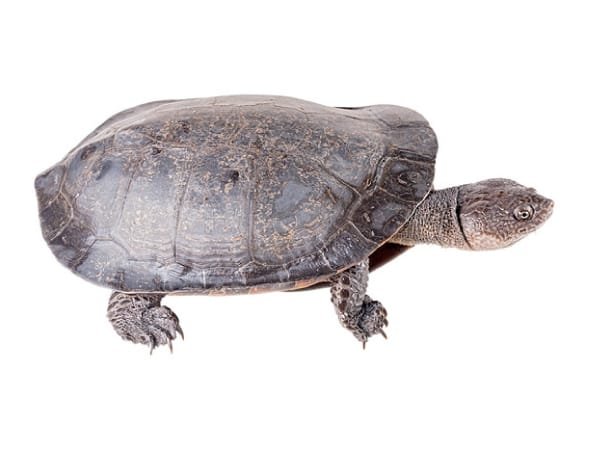 Tortuga Gibba