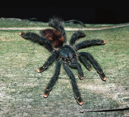 Tarántula