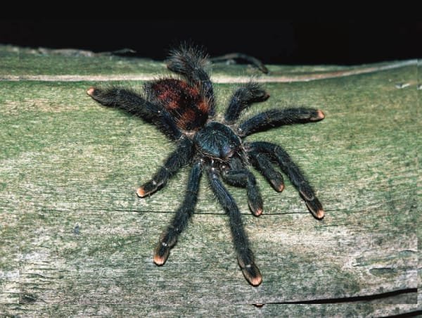 Tarántula