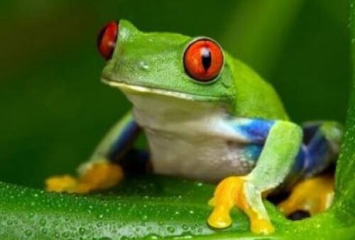 anfibios