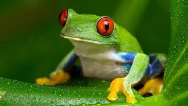 anfibios